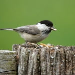 4 20220505 Sumpfmeise 1 DSC08204.jpg